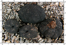 Genea sphaerica